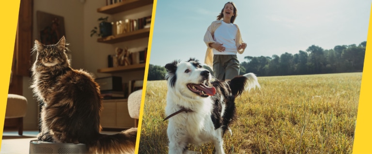 Elanco Werbebanner Katze und Hund